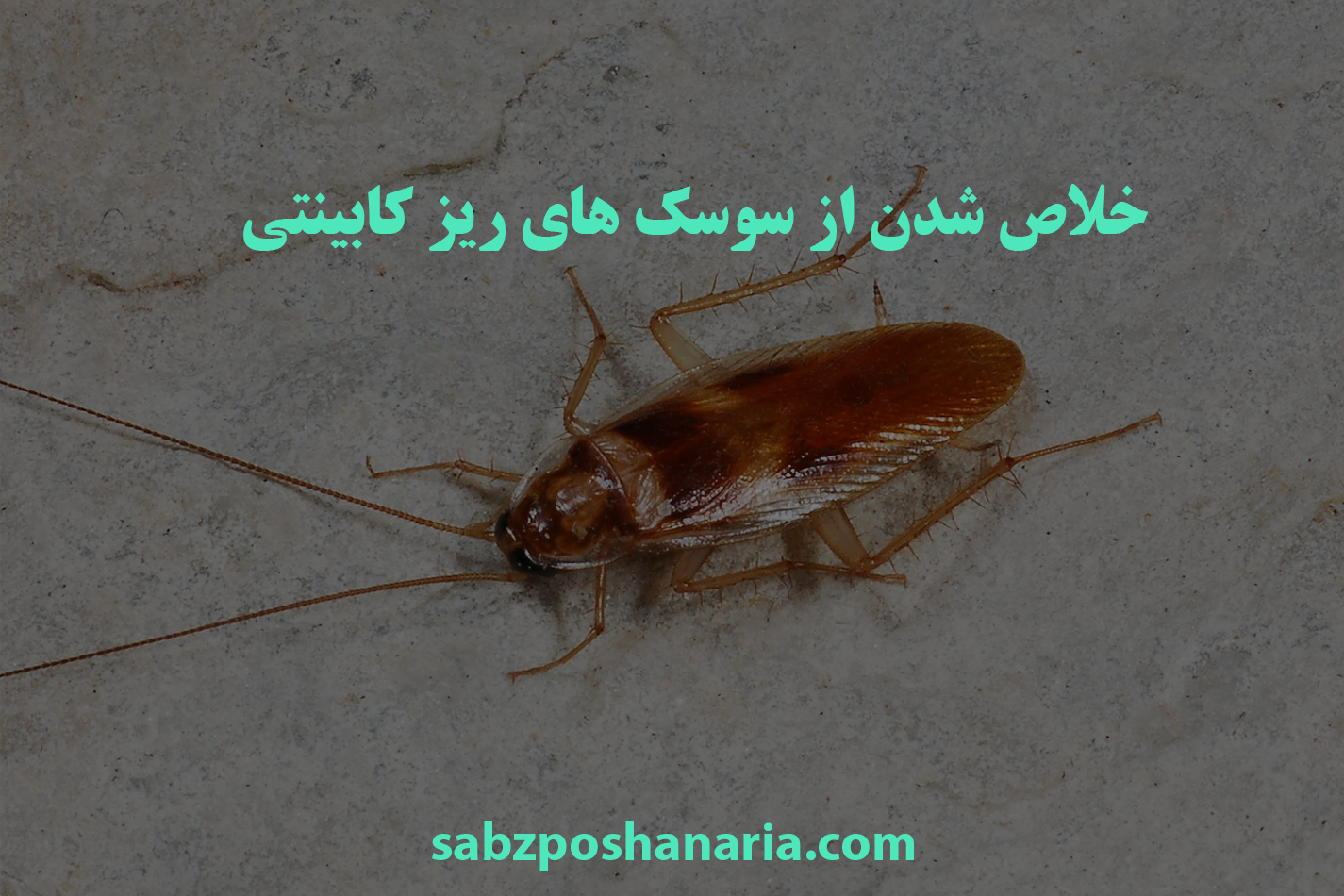 خلاص شدن از سوسک های ریز کابینتی